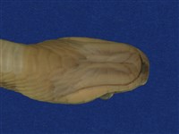 白梅花蛇藏品圖，第10張